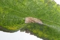 Phyllonorycter spinicolella