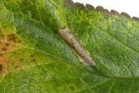 Phyllonorycter spinicolella