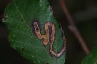 Stigmella aurella