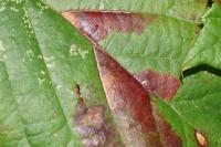 Ectoedemia erythrogenella