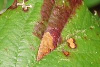 Ectoedemia erythrogenella