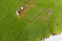 Stigmella microtheriella