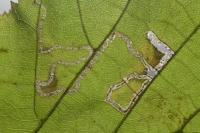 Stigmella microtheriella