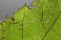 Stigmella microtheriella