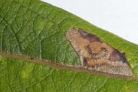 Stigmella salicis