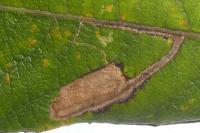 Stigmella salicis
