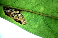 Stigmella salicis
