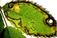 Stigmella anomalella