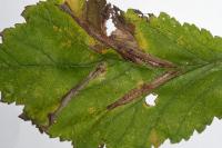 Phyllonorycter tristrigella