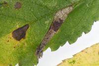 Phyllonorycter tristrigella