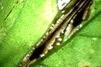 Phyllonorycter tristrigella
