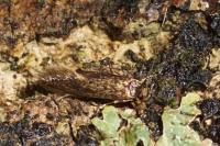 Opogona omoscopa