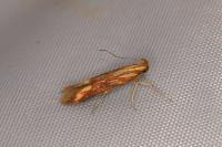 Metzneria aprilella