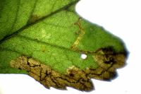 Stigmella regiella