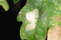 Tischeria ekebladella