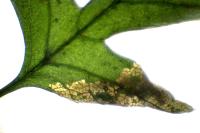 Phyllonorycter oxyacanthae