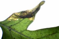 Phyllonorycter oxyacanthae