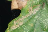 Stigmella roborella