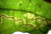 Stigmella roborella