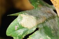 Phyllonorycter quercifoliella