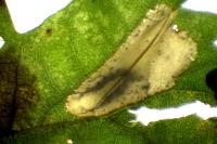 Phyllonorycter quercifoliella