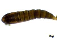 Phyllonorycter quercifoliella