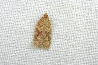 Acleris ferrugana/notana