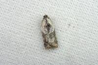 Acleris variegana