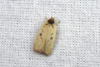 Agonopterix scopariella