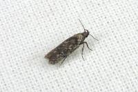 Carpatolechia decorella