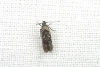 Carpatolechia decorella