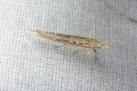 Ypsolopha mucronella