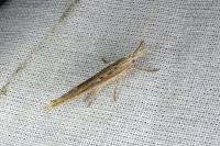 Ypsolopha mucronella