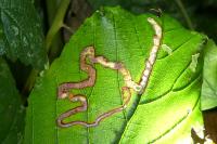 Stigmella aurella