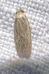 Agonopterix nodiflorella