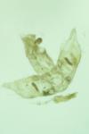Agonopterix nodiflorella