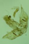 Agonopterix nodiflorella