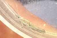 Ypsolopha divisella