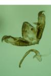 Stenoptilia grisescens