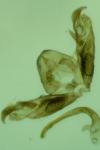 Stenoptilia grisescens