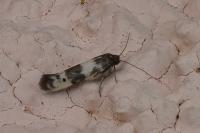 Enolmis acanthella