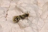 Eumasia parietariella