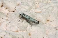 Yponomeuta plumbella