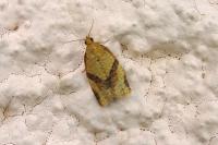 Clepsis consimilana