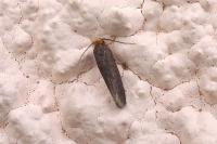 Cephimallota crassiflavella