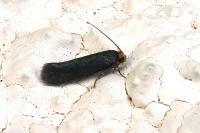 Cephimallota crassiflavella