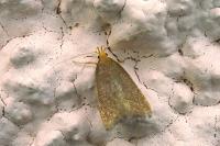 Eurodachtha pallicornella