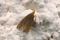 Eurodachtha pallicornella