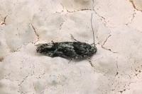 Recurvaria nanella