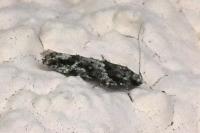 Recurvaria nanella